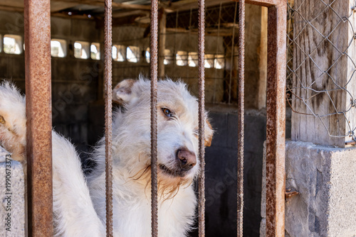Hunting dog waiting in kennel cage: animal care business