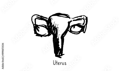 Uterus medical illustration