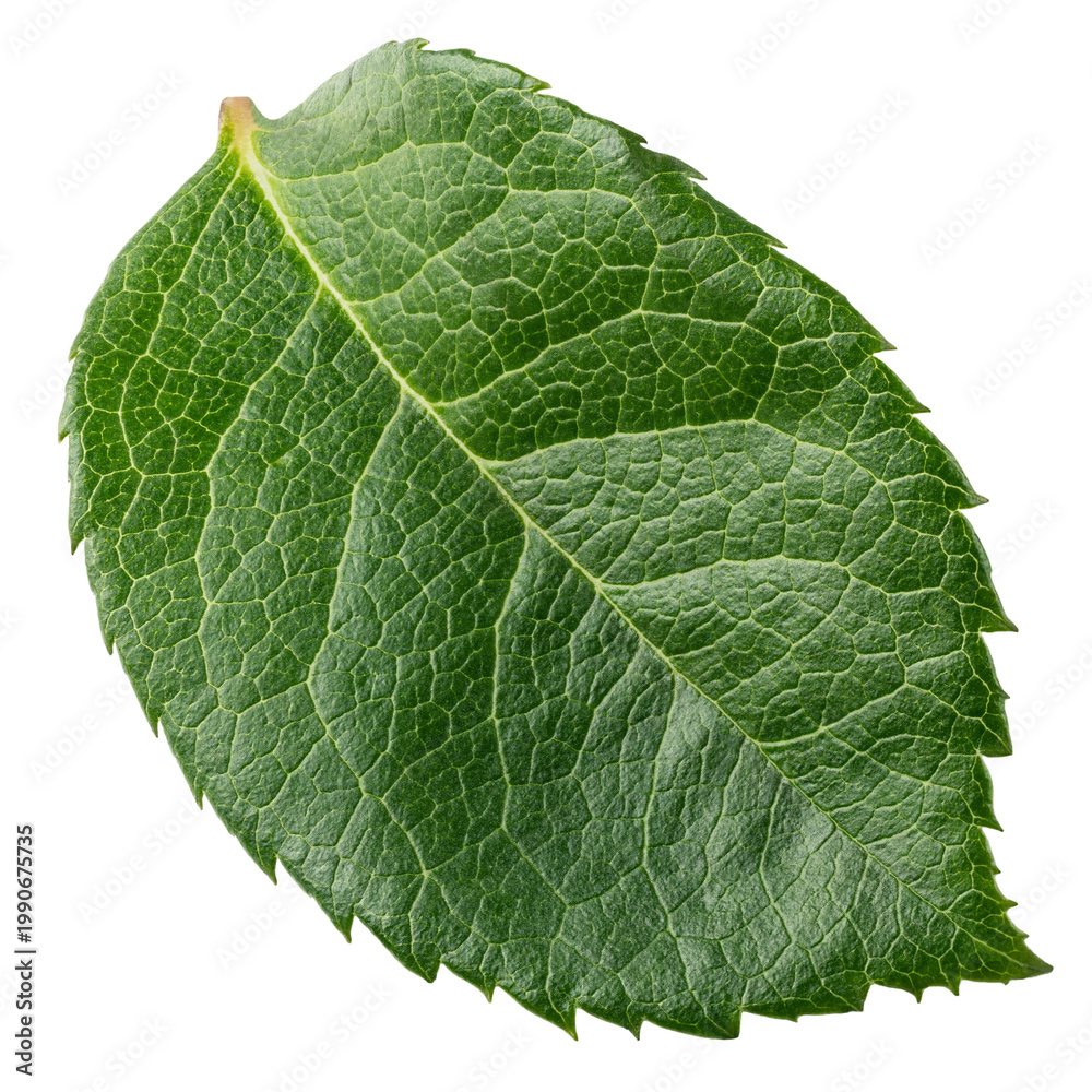 Fototapeta premium Rose leaves, isolated, full depth of field