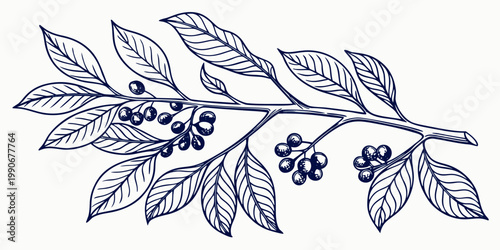 A botanical illustration of a coffee branch with berries and leaves
