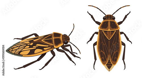 Brown and black colored insect bug.