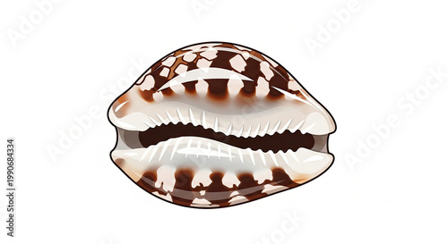 Brown and white cowrie seashell.