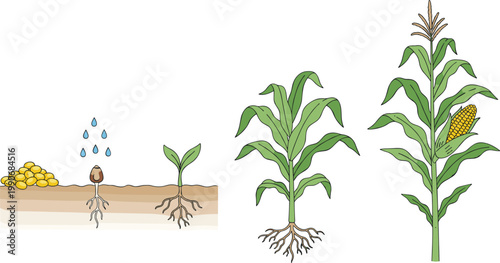 Vector illustration of corn plant growth stages from seed germination to mature plant with ear and tassel