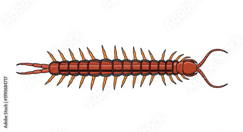 A large red centipede crawling forward.