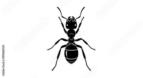 Black Ant Insect Close Up View 1.