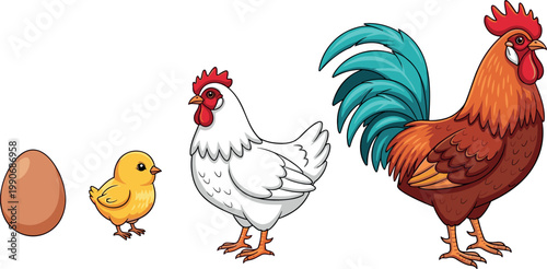 Chicken life cycle stages from brown egg to small yellow chick white hen and adult colorful rooster isolated on white background vector