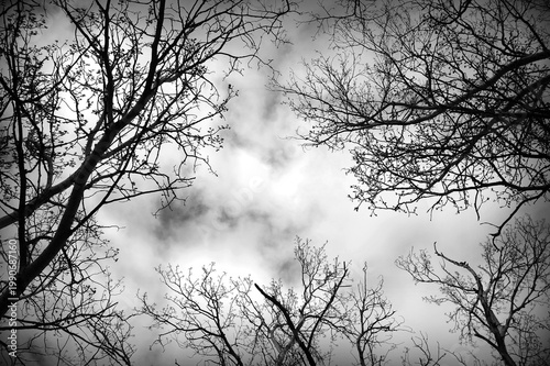 Black and white image of leafless tree tops