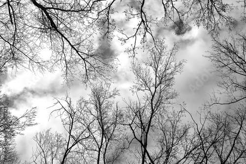 Black and white image of leafless tree tops