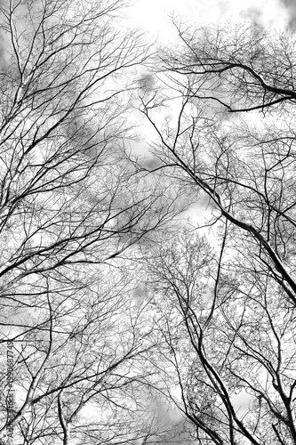 Black and white image of leafless tree tops