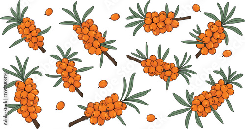 Seabuckthorn Berry Branches Set with Orange Fruits and Green Leaves Botanical Vector Illustration for Organic Food, Herbal Medicine, and Natural Pattern Design