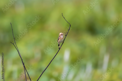 Golden-headed cisticola (Cisticola exilis) at Manas National Park, Assam, India