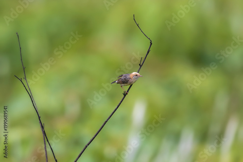 Golden-headed cisticola (Cisticola exilis) at Manas National Park, Assam, India