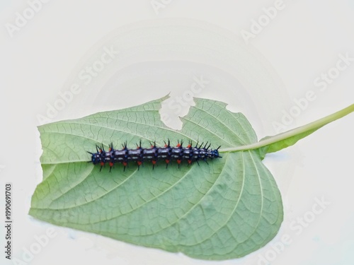 macro photo of blackthorn caterpillar fauna on a damaged leaf, with a white surface background, biology subject, metamorphosis