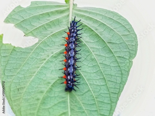 macro photo of blackthorn caterpillar fauna on a damaged leaf, with a white surface background, biology subject, metamorphosis