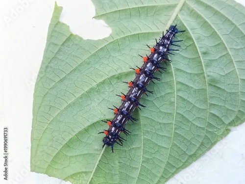 macro photo of blackthorn caterpillar fauna on a damaged leaf, with a white surface background, biology subject, metamorphosis