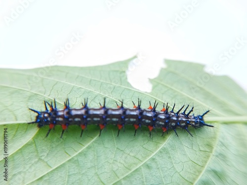 macro photo of blackthorn caterpillar fauna on a damaged leaf, with a white surface background, biology subject, metamorphosis