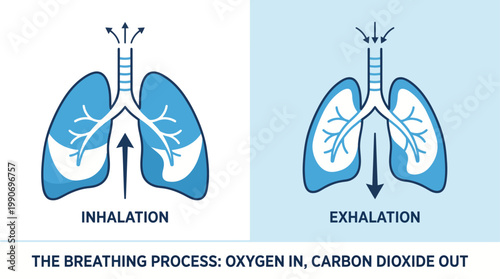 Educational illustration detailing the human breathing process, showing lung inflation during inhalation and deflation during exhalation for medical and scientific study