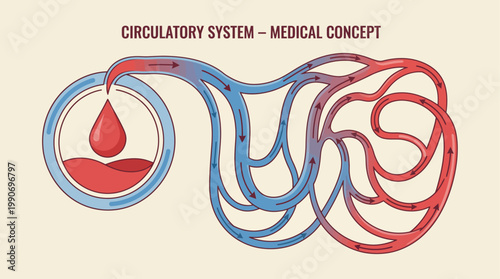 Circulatory System Medical Concept Illustrating Blood Flow and Oxygenation Through Capillaries and Arteries for Health Education