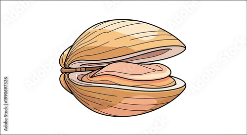 Clam Shell Open Seafood Mollusk.