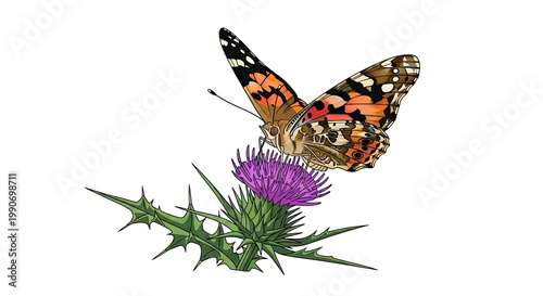 Colorful butterfly on purple thistle flower.