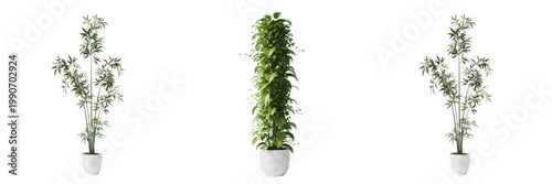 Fotografie Tall Columnar Green Plant in White Modern Pot for Room Decor Transparent PNG
