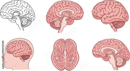 Detailed Human Brain Anatomy Set with Multiple Views Including Side, Cross Section, and Top Perspectives for Medical Education, Neurology Study, and Scientific Illustration Use