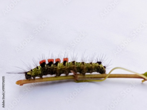macro photo of fauna tussock moth caterpillar on a bush branch, with a white surface background, biology subject, metamorphosis