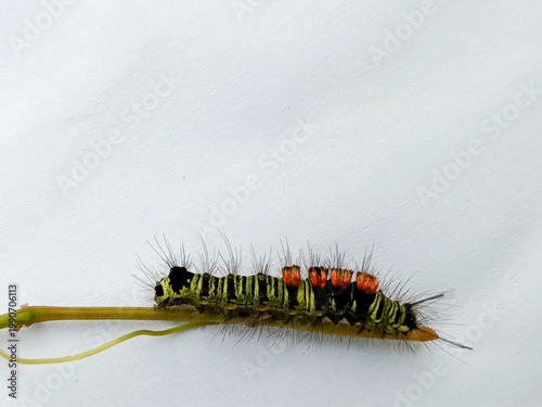 macro photo of fauna tussock moth caterpillar on a bush branch, with a white surface background, biology subject, metamorphosis
