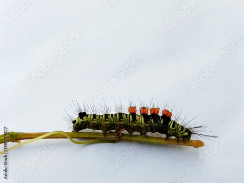 macro photo of fauna tussock moth caterpillar on a bush branch, with a white surface background, biology subject, metamorphosis