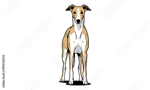 Greyhound Dog Standing Front View Isolated on White Background