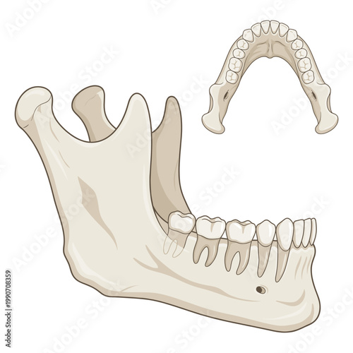 Human Mandible Jaw Bone Detailed Anatomy Ultra High Detail Vector Illustration Isolated