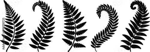Professional minimalist vector fern leaves silhouettes collection for organic nature branding forest botanical garden design and tropical foliage decorative elements.