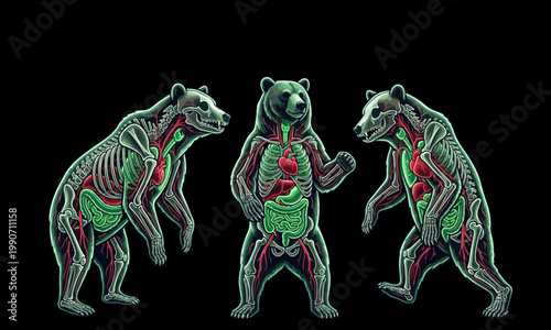 Fotografie Triple Transparent Bear Anatomy Glowing Organs Red Green Vector Art