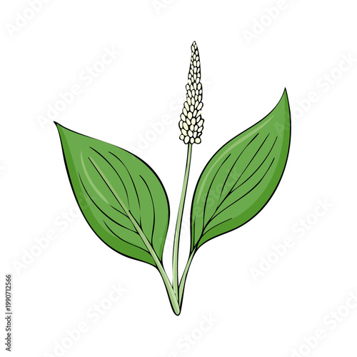 Medicinal Plant Leafy Green with White Flower Spike Illustration