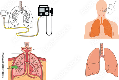 Human Lungs and Respiratory System Diagrams with Breathing, Ventilator, and Airflow Anatomy for Medical and Educational Media Designs