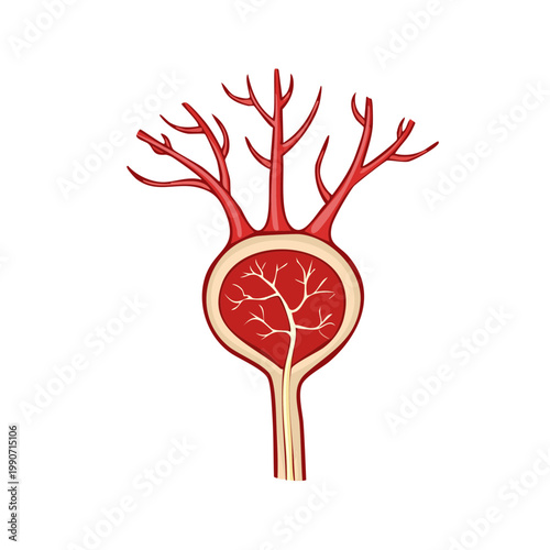 Detailed illustration of a glomerulus, a cluster of capillaries in the kidney, showing its vascular structure.