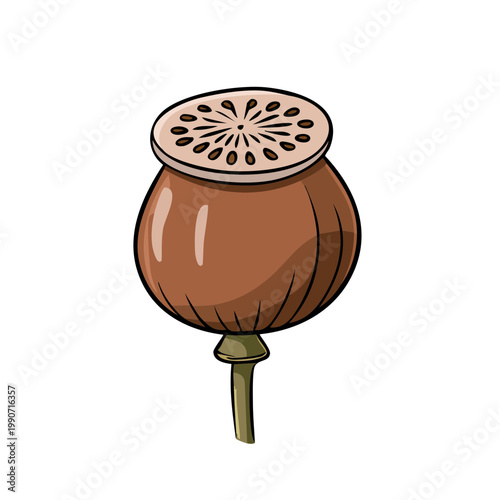 Brown Poppy Seed Head with Green Stem Botanical Illustration