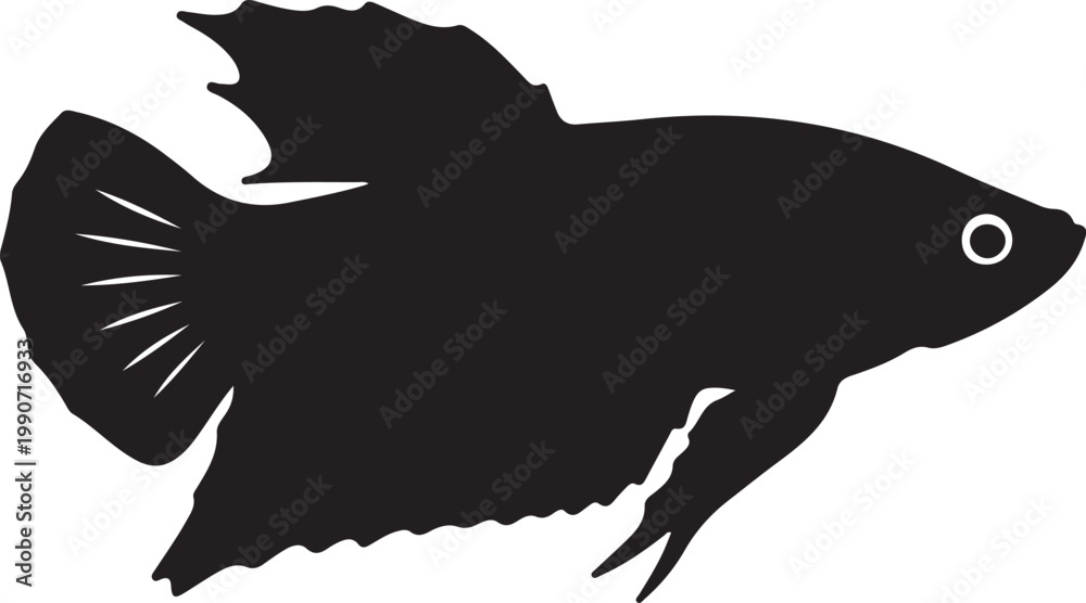 Obraz premium Betta fish in silhouette..