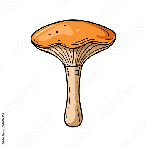 Hand Drawn Illustration of an Orange Mushroom with White Gills and Stipe