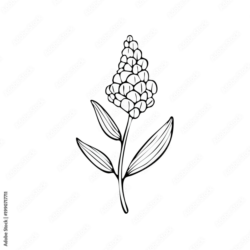 Fototapeta premium Hand-drawn illustration of a single sorghum grain stalk with leaves and seed head