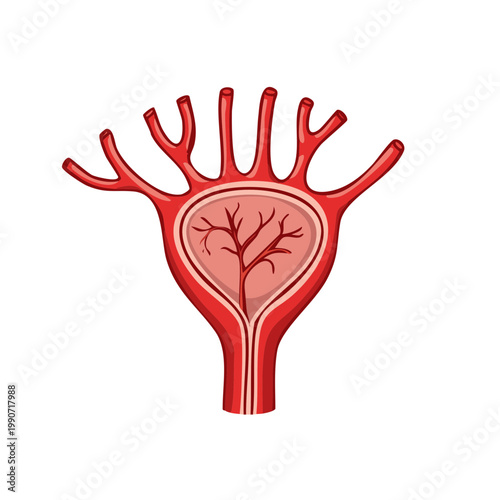Medical illustration of a branching blood vessel network within a vascular structure