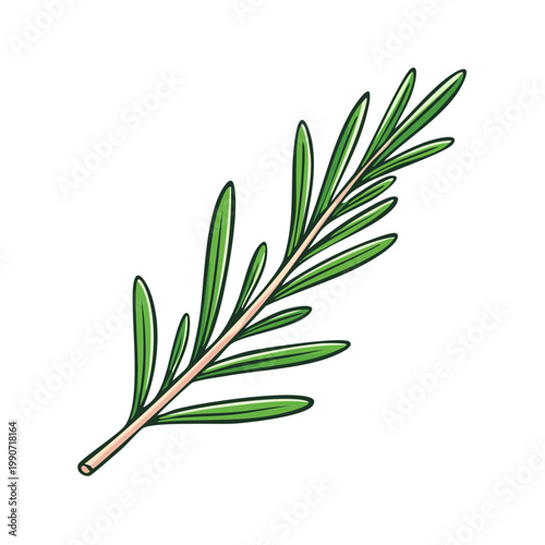 Fresh sprig of rosemary with green leaves, a common culinary herb and aromatic plant.