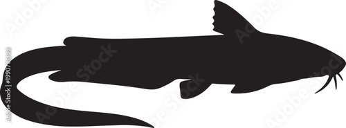 Eeltail catfish in silhouette on white background.