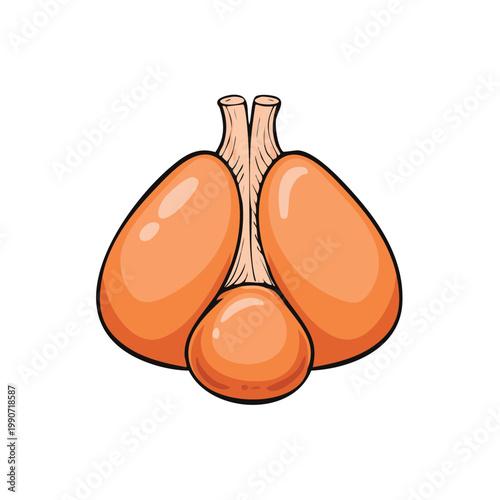 Cartoon illustration of the adrenal glands and associated structures on a white background