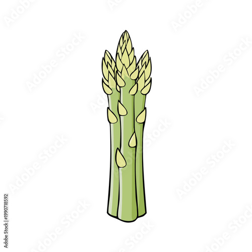Fresh Green Asparagus Spears Healthy Vegetable Ingredient for Cooking