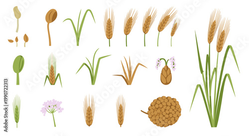 Set of Wheat and Grain Elements Vector Illustration Featuring Cereal Crops Grass Stalks and Seeds for Agricultural Design Projects and Organic Food Branding