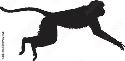 Patas monkey in silhouette.