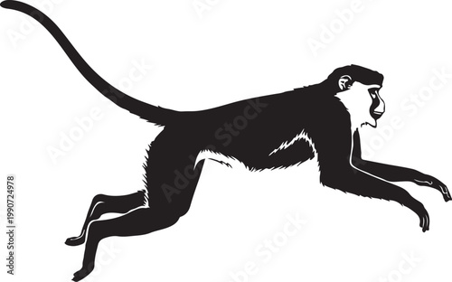  Patas monkey in silhouette