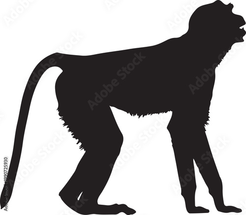 Patas monkey silhouette.