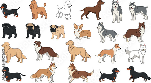 Large collection of various dog breeds including husky poodle pug corgi dachshund and golden retriever isolated on white background vector